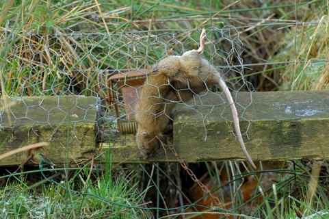 Norway rat