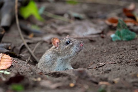 Brown Rat
