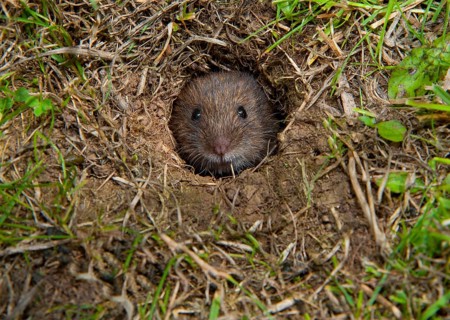Forest vole