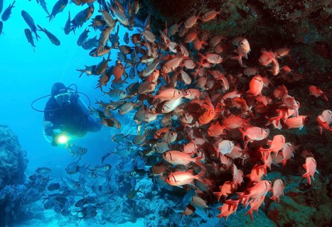 Jacobus soldierfish