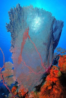 Caribbean fan coral