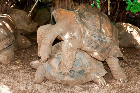 Aldabra giant tortoise