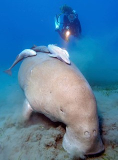 Diver and fork-tailed manatee