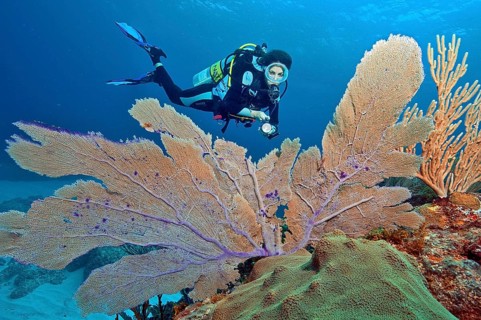 Diver and Caribbean common sea fan