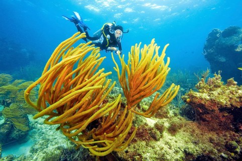 Diver and giant slit-pore sea rod