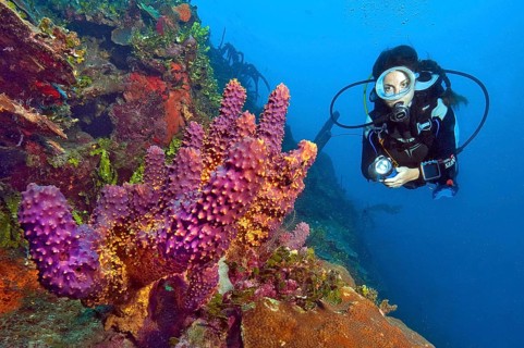 Diver and branching tube sponge