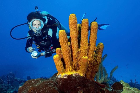 Diver and yellow-green candle sponge