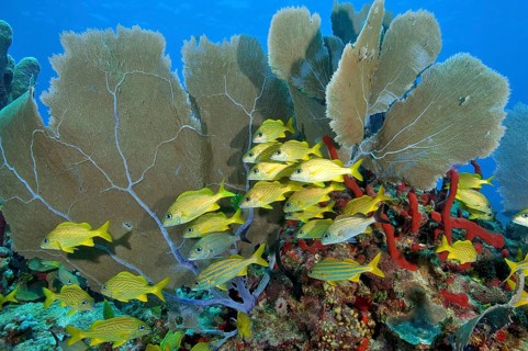 French grunt and Caribbean fan coral