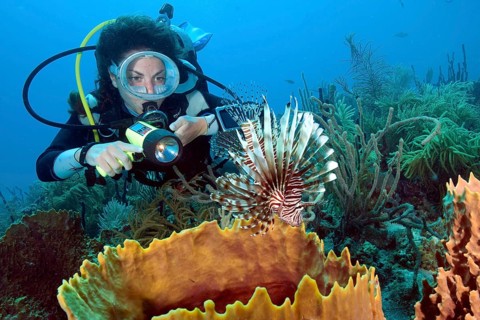 Diver and lionfish Isla pacific red lionfish