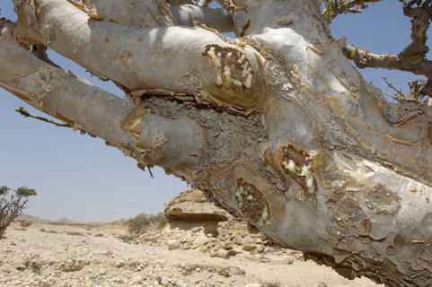 Frankincense