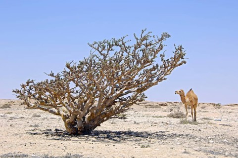 Frankincense