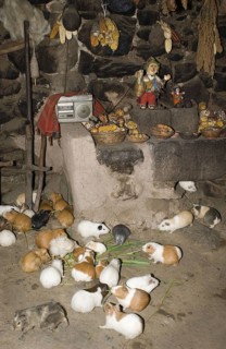 Guinea Pig pigs in house for meat