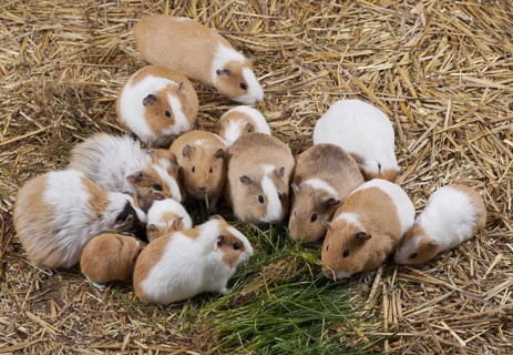 Guinea pig