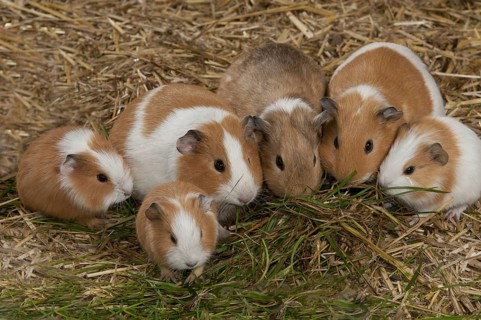Guinea pig