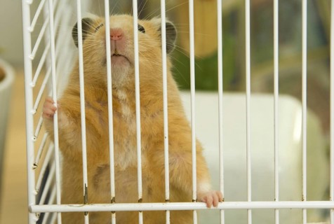 Native golden hamster