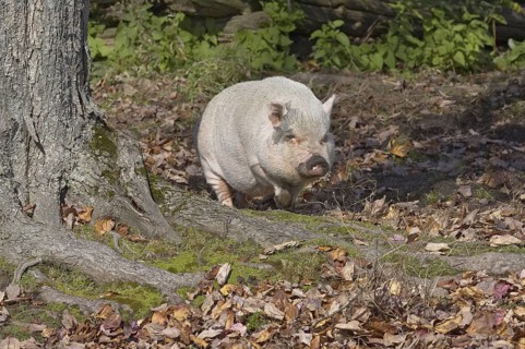 Vietnamese pot-bellied pig