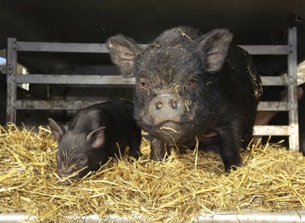 Vietnamese pot-bellied pigs