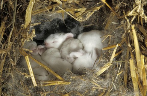 Domestic rabbit
