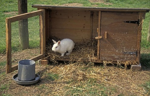 House rabbit