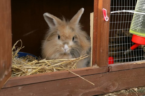 Lion's Maned Dwarf Rabbit