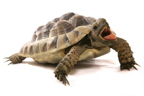 Hermann's tortoise