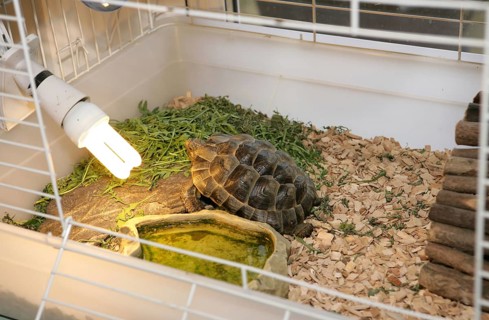 Hermann's hermann's tortoise