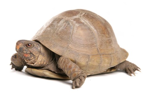 Three-toed box turtle