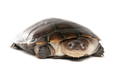 African helmeted turtle