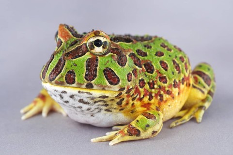 Cranwell's cranwell's horned frog