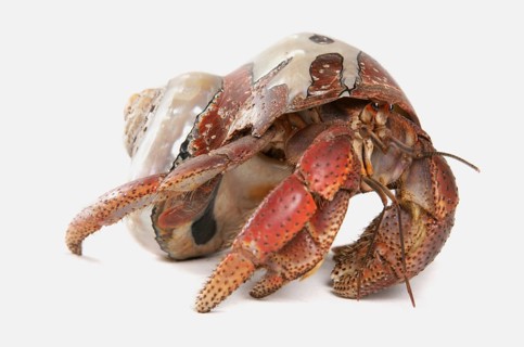 Caribbean hermit crab