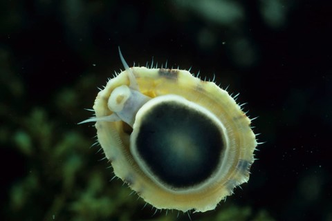 Blue limpet shell