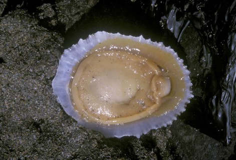 China Limpet shell