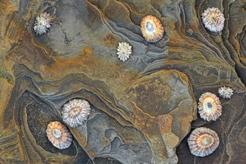 Common common limpet