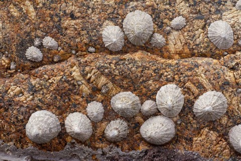 Common Limpet