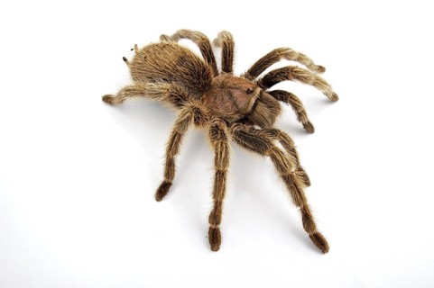Chilean chilean tarantula