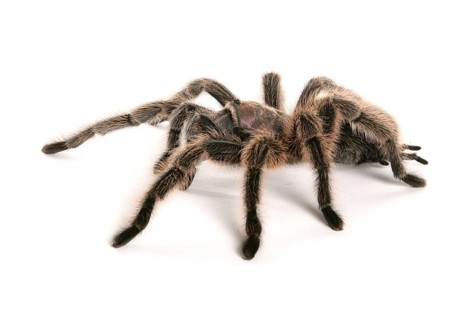 Chilean rose hair tarantula
