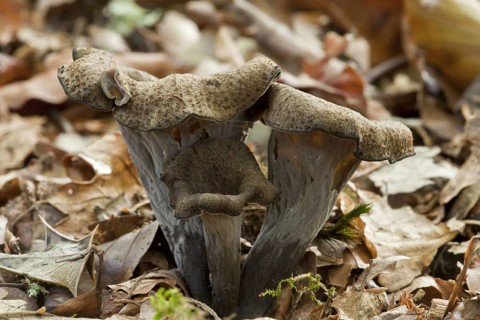 Horn of Plenty
