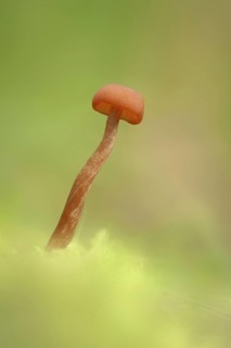 Fruiting body of the Golden Trumpet