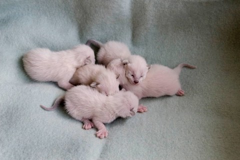 Siamese cats