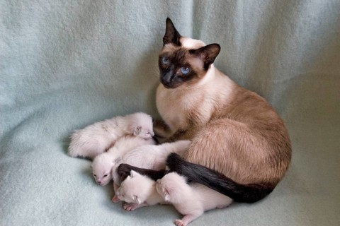 Siamese cat with kitten
