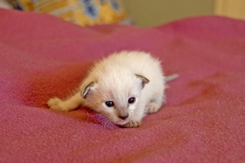 Siamese cats