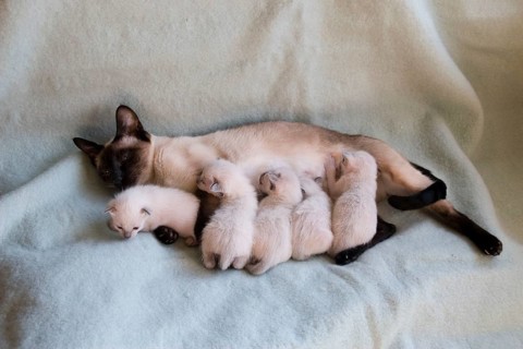 Siamese cat with kitten