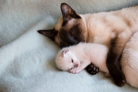 Siamese cat