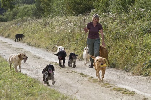 Woman walking Labrador Retriever and English Cocker Spaniel
