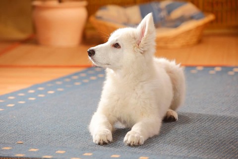 White Swiss Shepherd Dog
