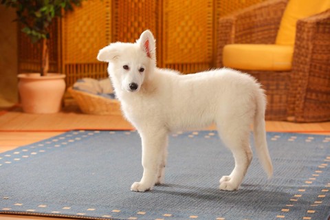 White Swiss Shepherd Dog