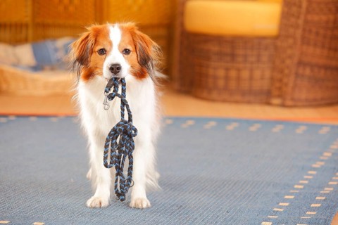 Kooikerhondje wears his leash
