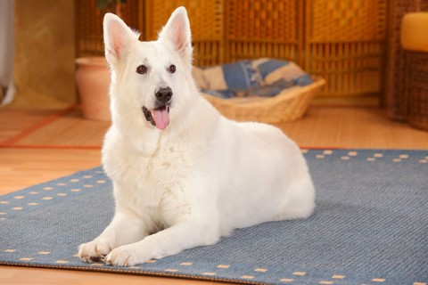 White Swiss Shepherd Dog