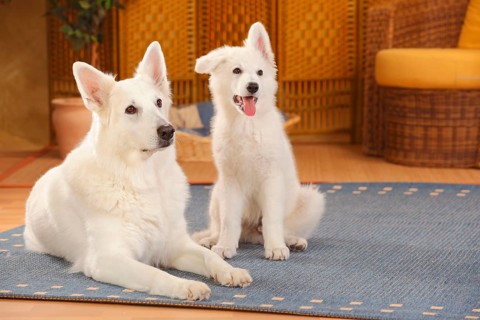 White Swiss Shepherd Dogs