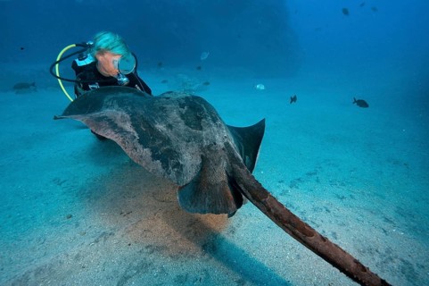 Diver and Atlantic Stingray